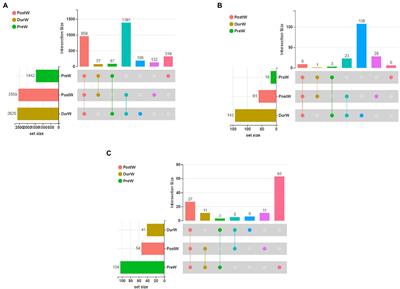 Dynamic changes in fecal microbiota in donkey foals during weaning: From pre-weaning to post-weaning